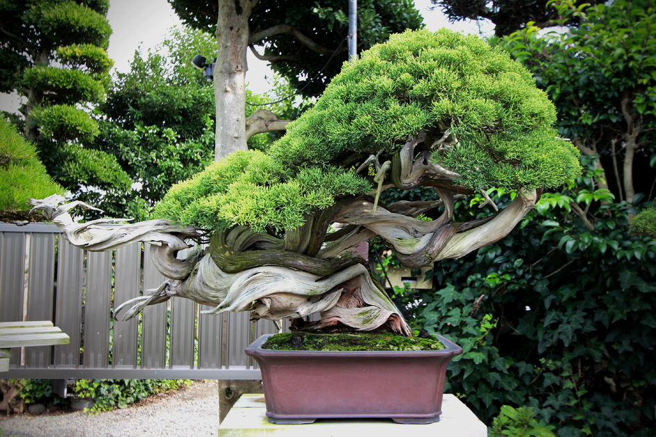 Herramientas  Mundo Bonsai