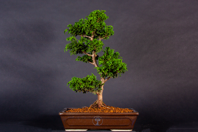 Comprar herramientas bonsai baratas - CENTROBONSAI Comprar bonsáis Online  Tienda online - Envío a domicilio